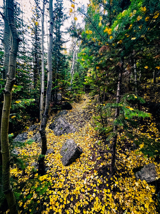 Autumn leaves in Eldora