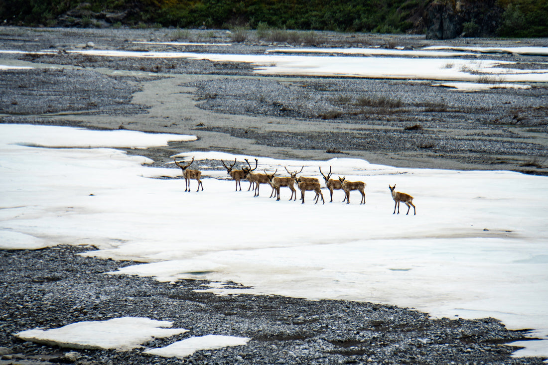Why a Ski Shop Cares About the Arctic