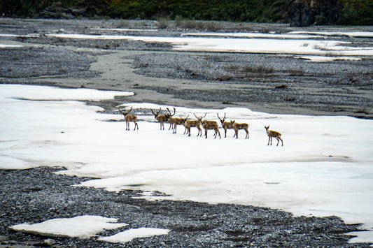 Why a Ski Shop Cares About the Arctic